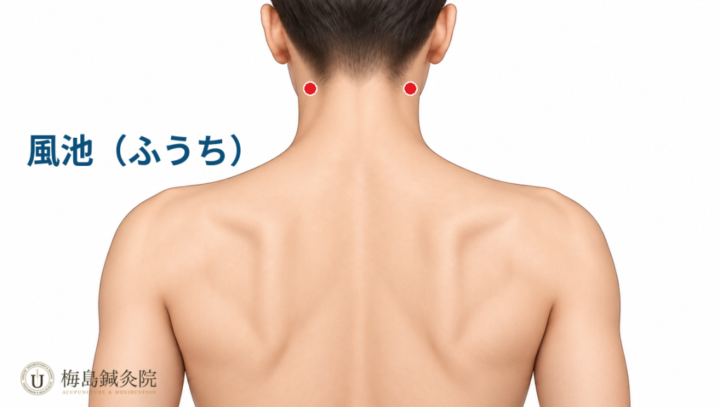 後頭部にある左右の風池（GB20）の位置を示した医学イラスト