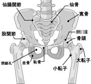 骨盤の構造と名称