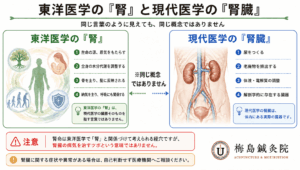 「東洋医学の腎」と「腎臓」の違い