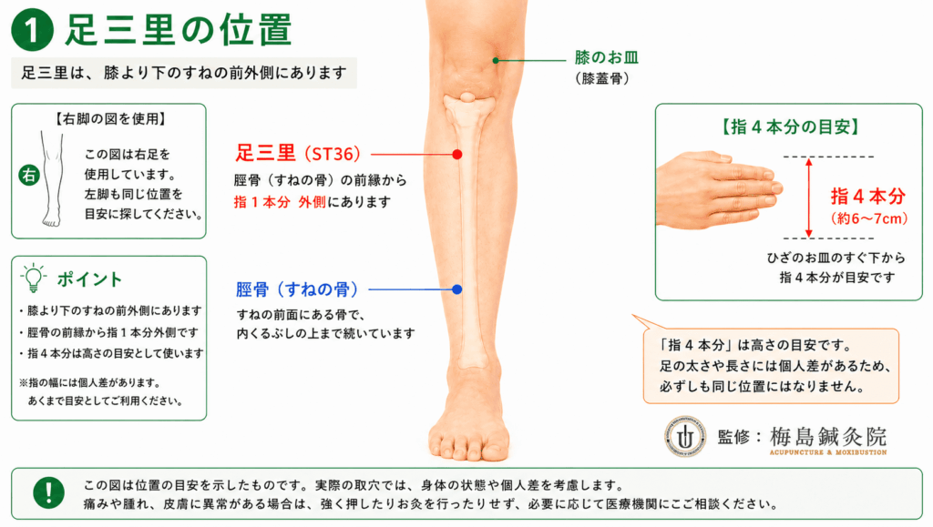 膝・脛骨・足三里の位置関係