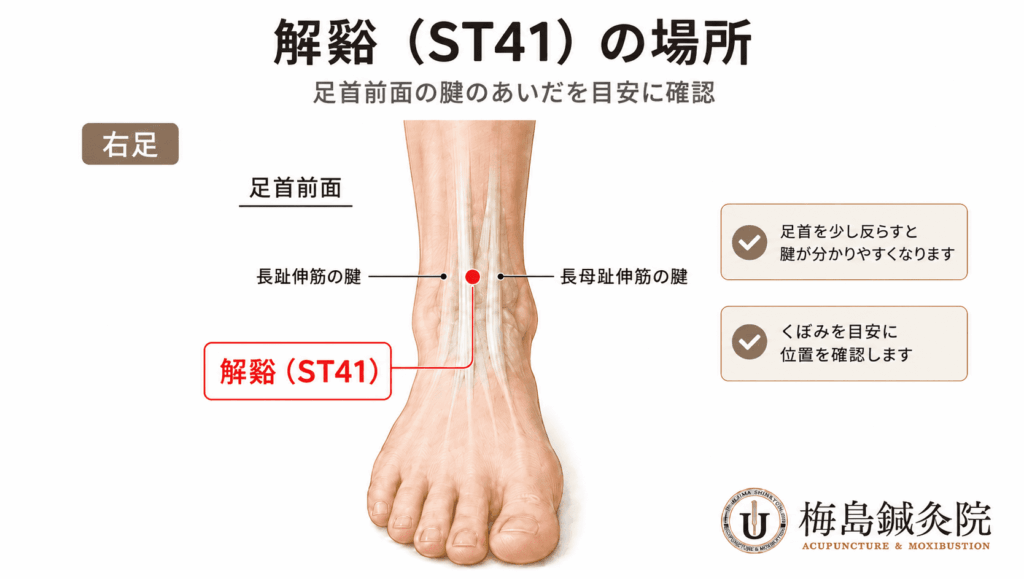 足関節前面と腱、解谿ST41の位置関係