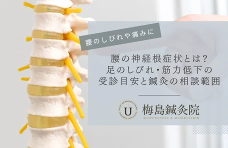 腰の神経根症状による足のしびれや筋力低下の受診目安と鍼灸の相談範囲を案内するアイキャッチ画像