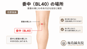 膝裏の横じわと委中BL40の位置関係