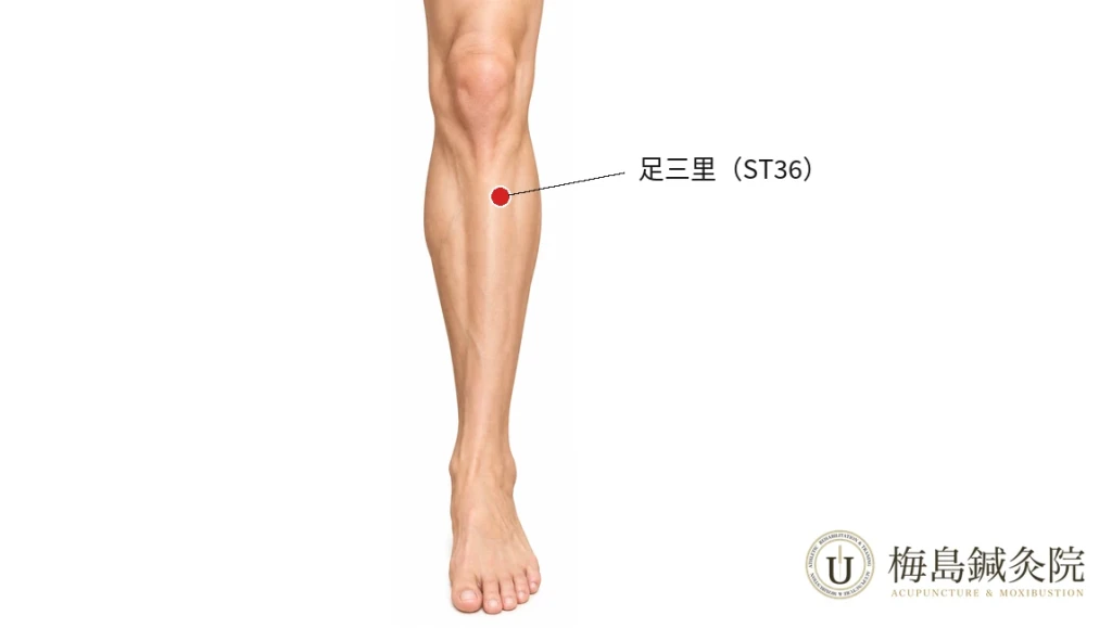 右下腿前面の足三里（ST36）の位置を示した図